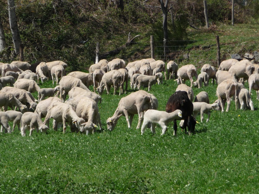 mérinos en ariège