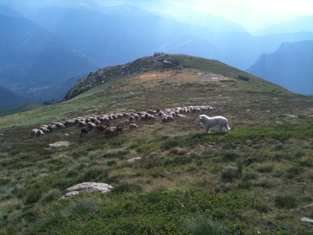 Les pelouses sèche du Massif de t