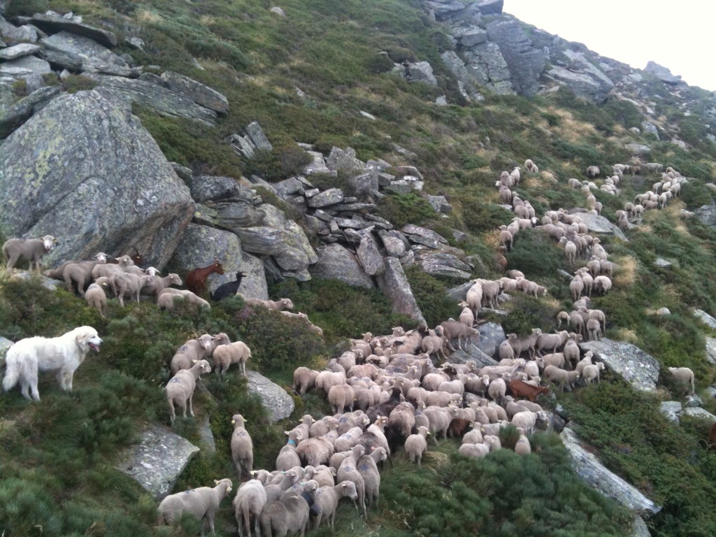 Brebis à l'estive