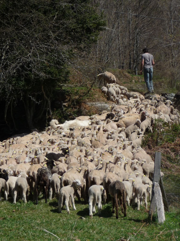 merinos-ariege